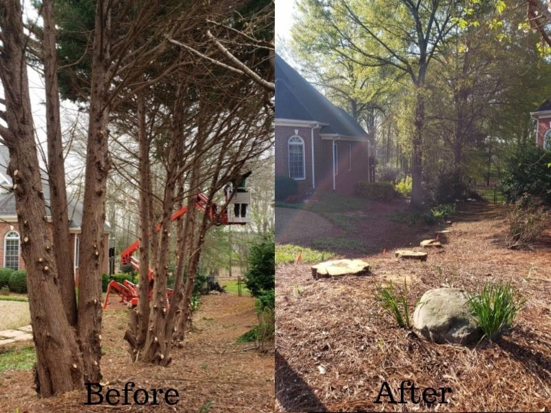 Tree Removal After